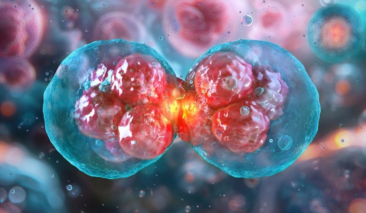 Hücresel Beslenme Nedir? Sağlıklı Yaşamın Temel Anahtarı